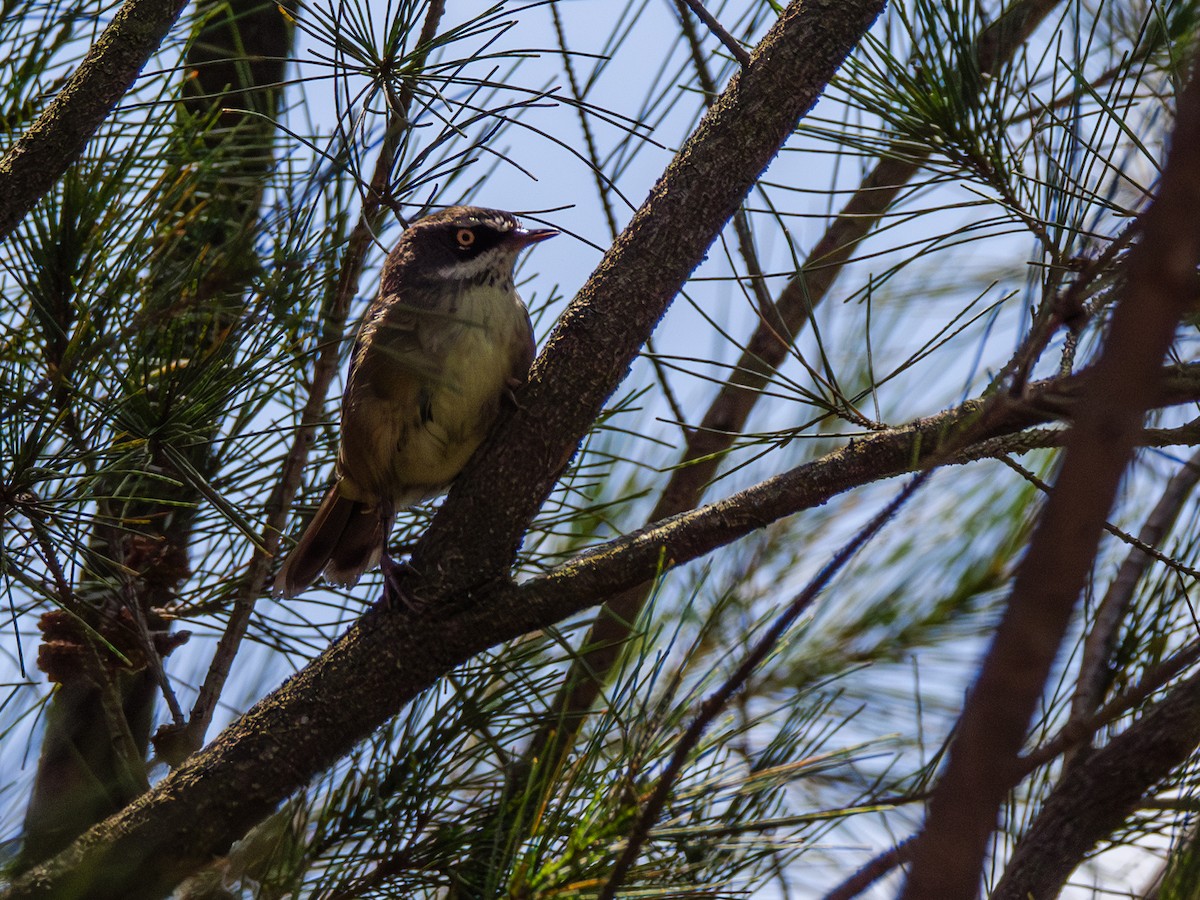 White-browed Scrubwren - ML612653986