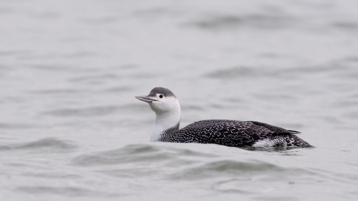 Red-throated Loon - Kenta Togo