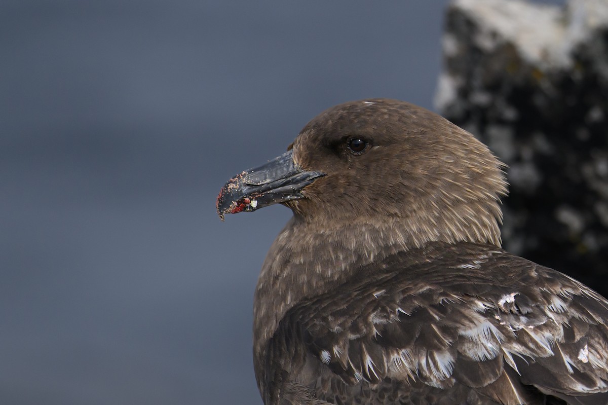 Brown Skua - ML612654054