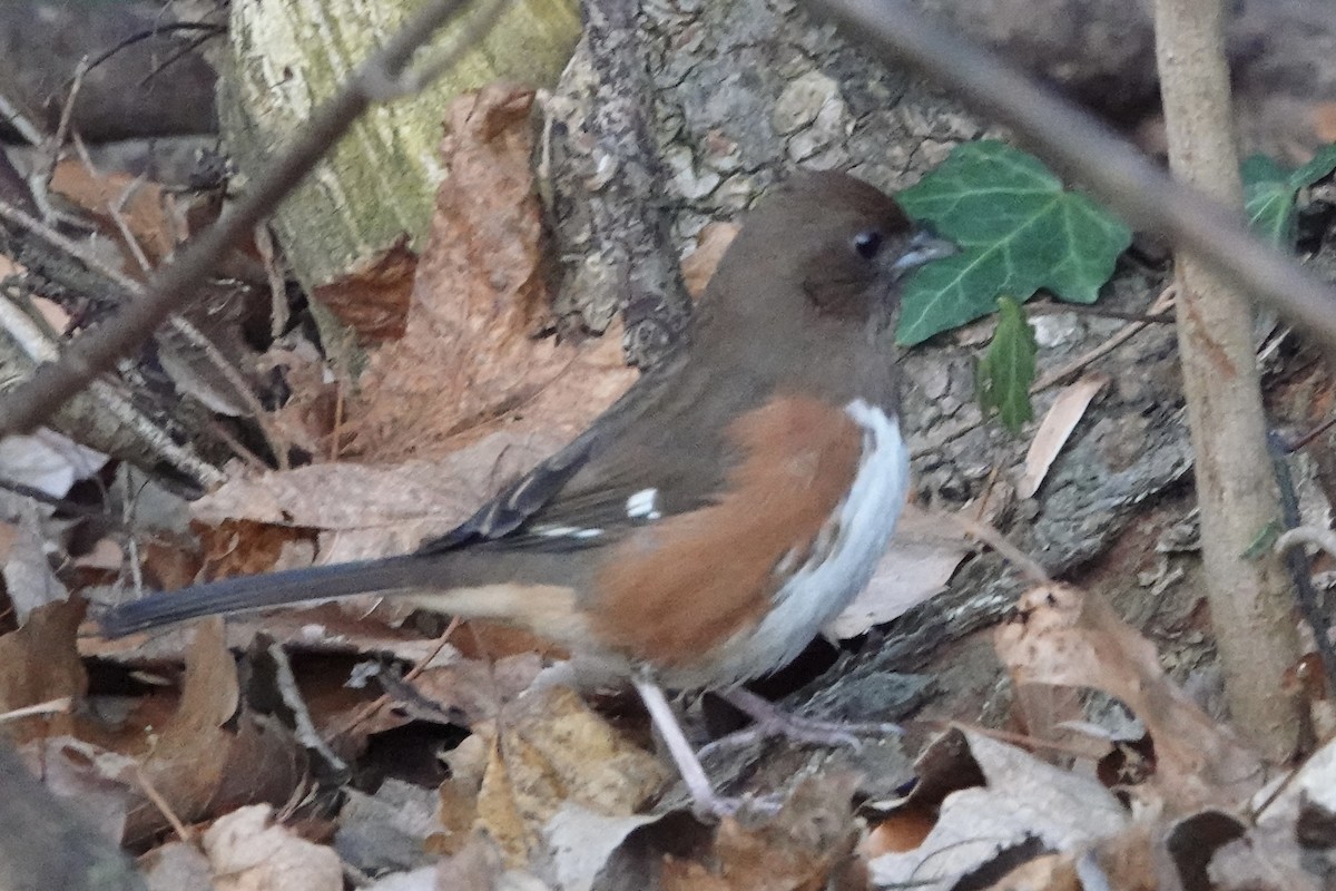 Eastern Towhee - ML612654069