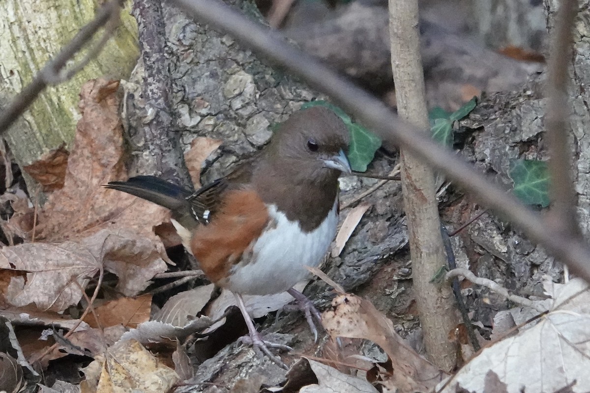 Eastern Towhee - ML612654070