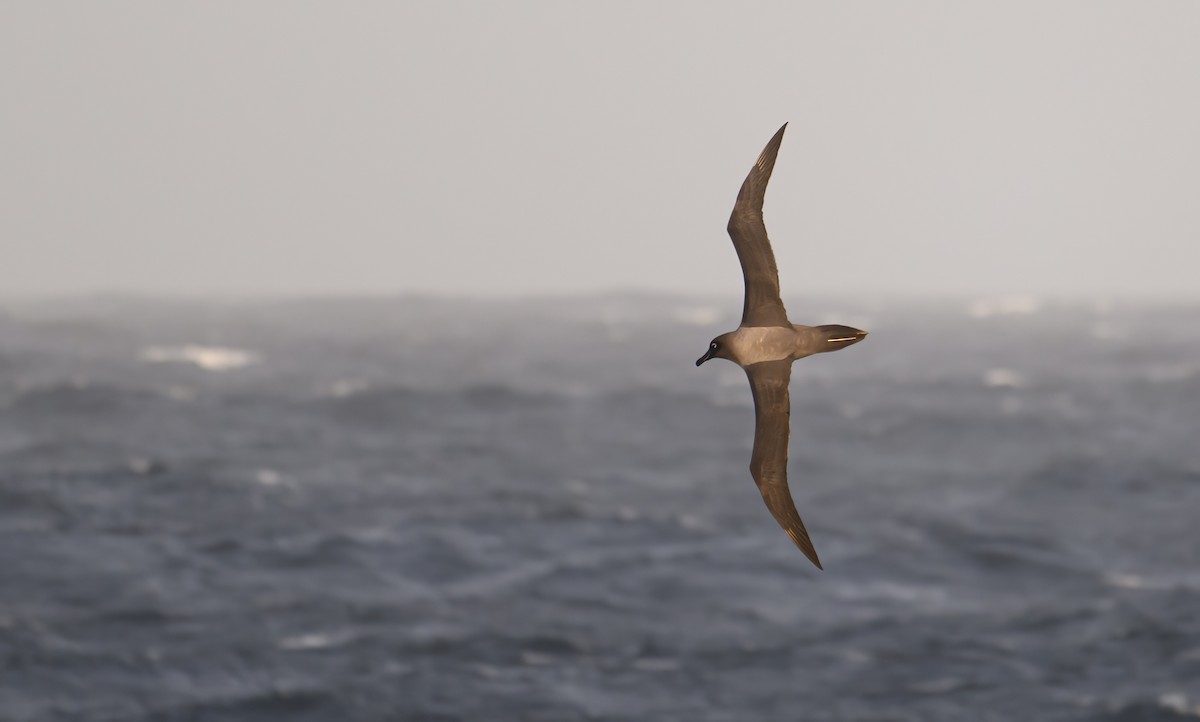 Light-mantled Albatross - ML612654078