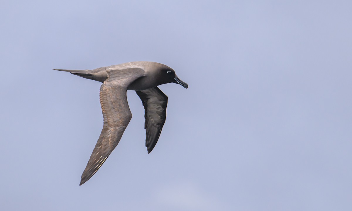 Light-mantled Albatross - ML612654079