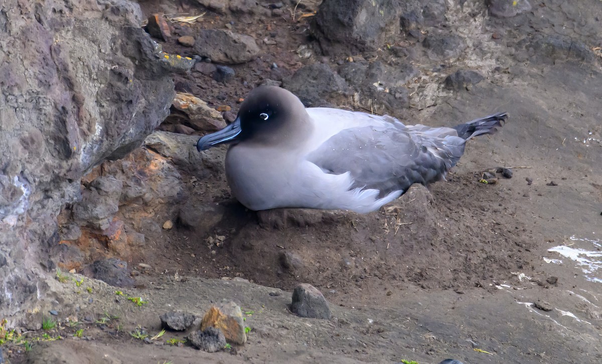 Light-mantled Albatross - ML612654080