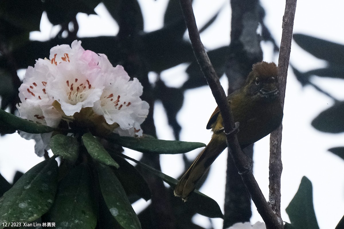 Chestnut-tailed Minla - Lim Ying Hien