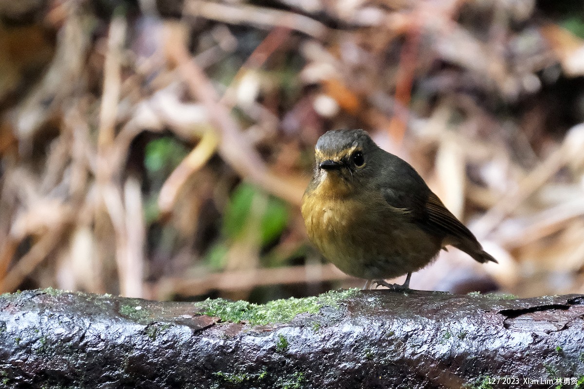 Snowy-browed Flycatcher - ML612654121