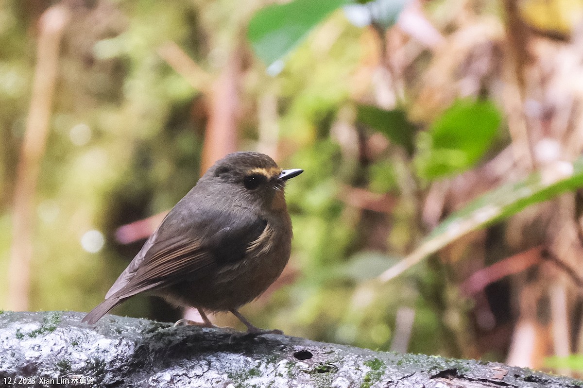 Snowy-browed Flycatcher - ML612654123