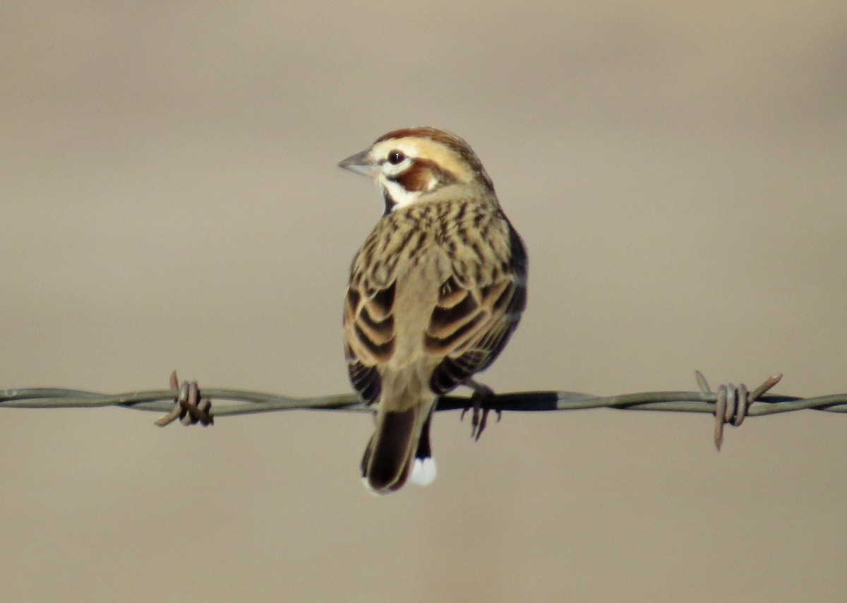 Lark Sparrow - ML612654194