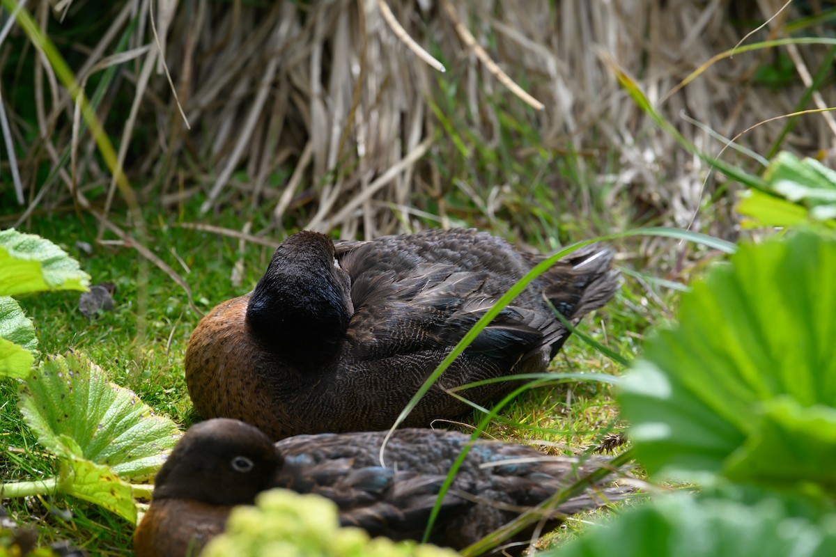 Auckland Islands Teal - Mark Lethlean