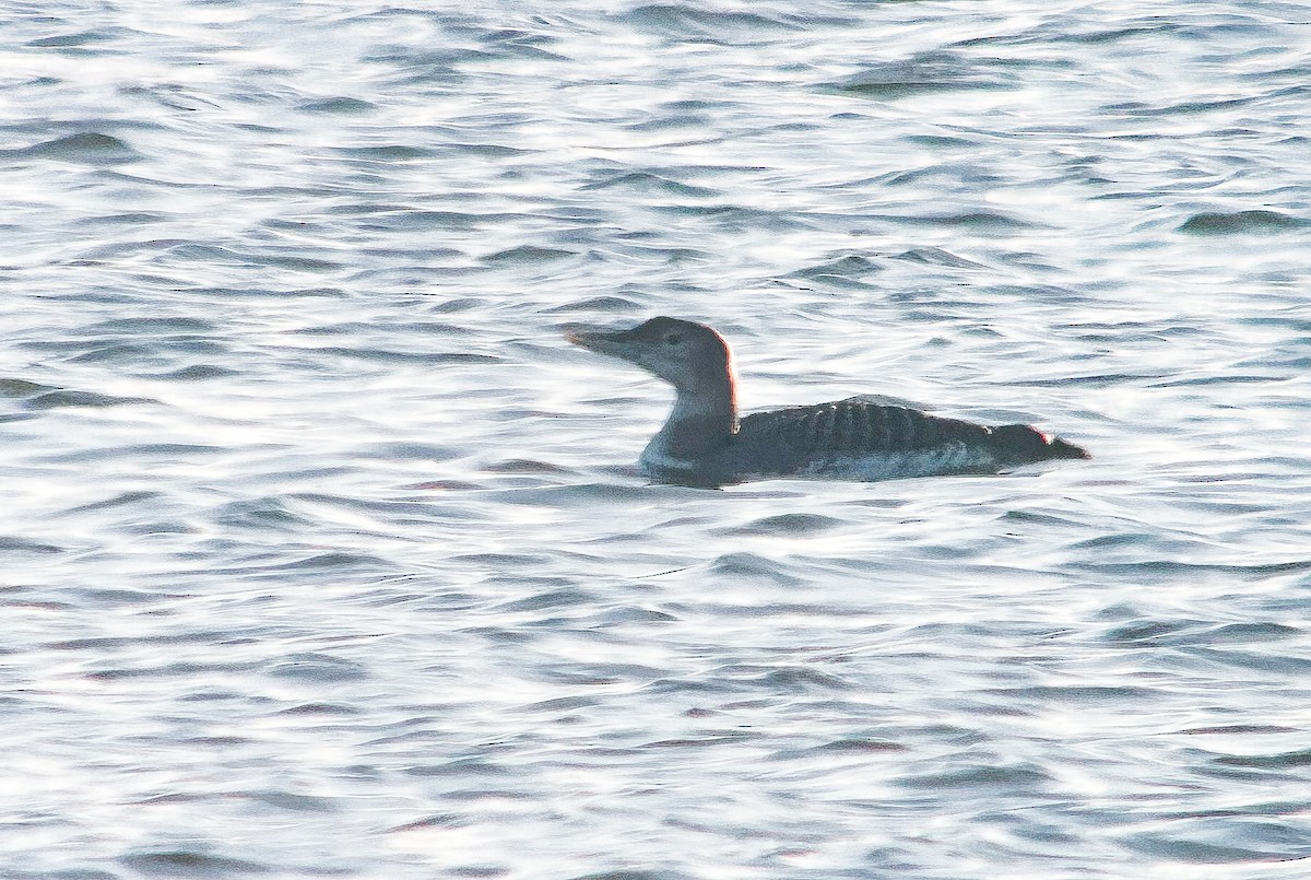 Yellow-billed Loon - ML612654488