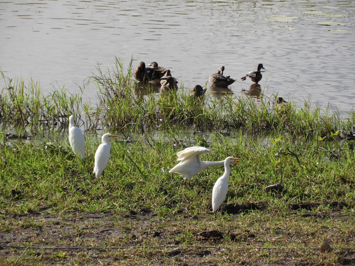 Western Cattle Egret - ML612654573