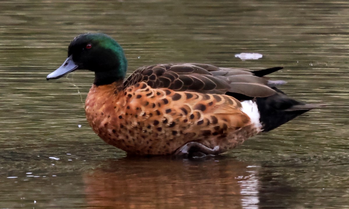 Chestnut Teal - ML612654591