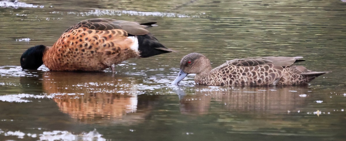 Chestnut Teal - ML612654592