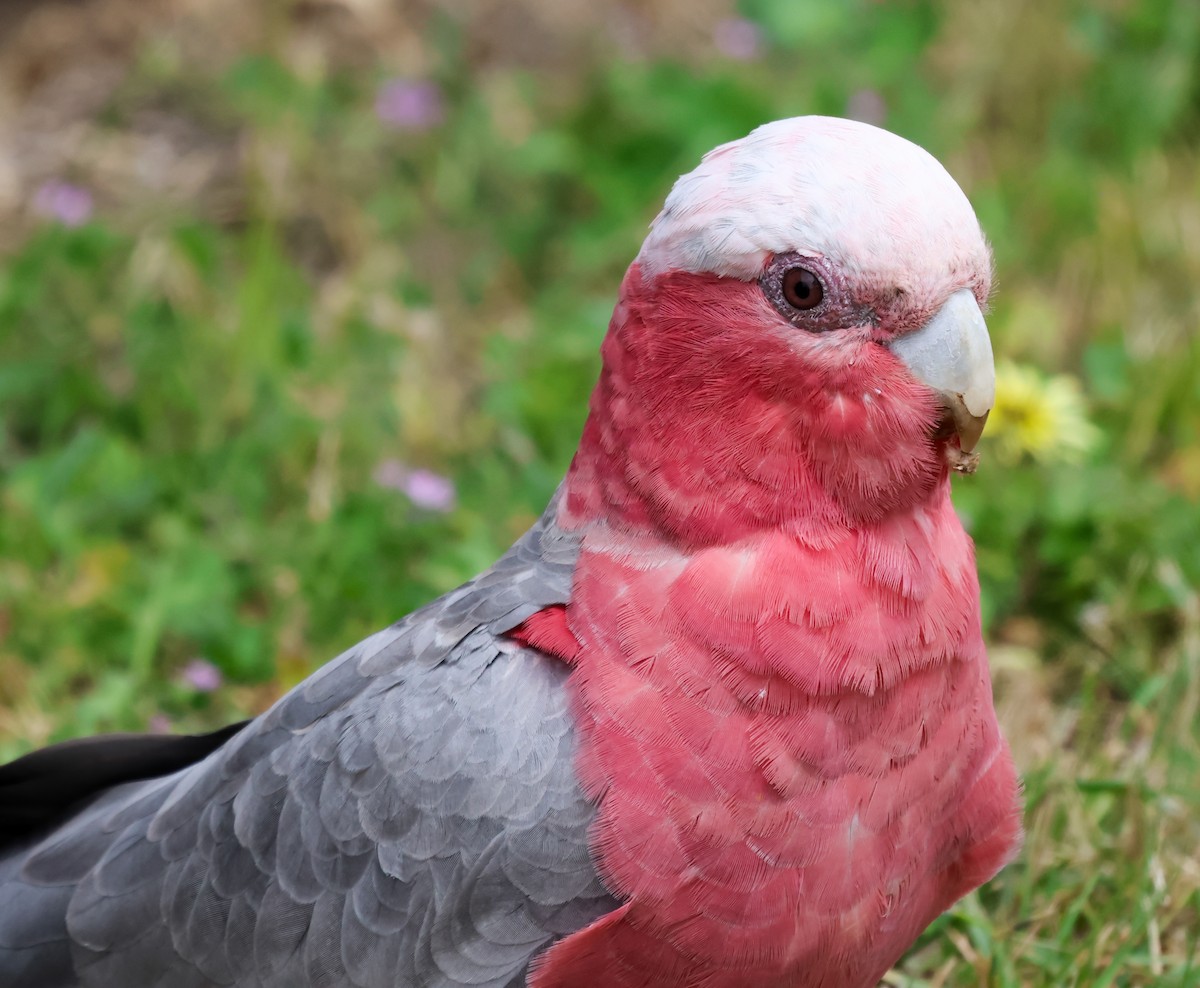 Cacatúa Galah - ML612654632