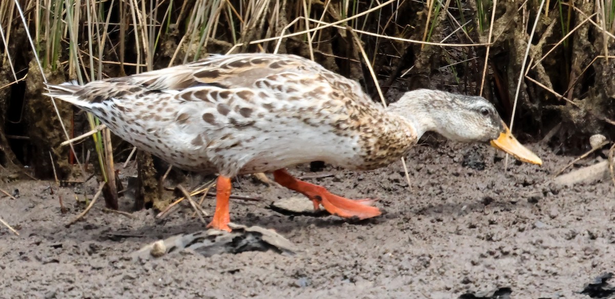 Mallard (Domestic type) - John Brown