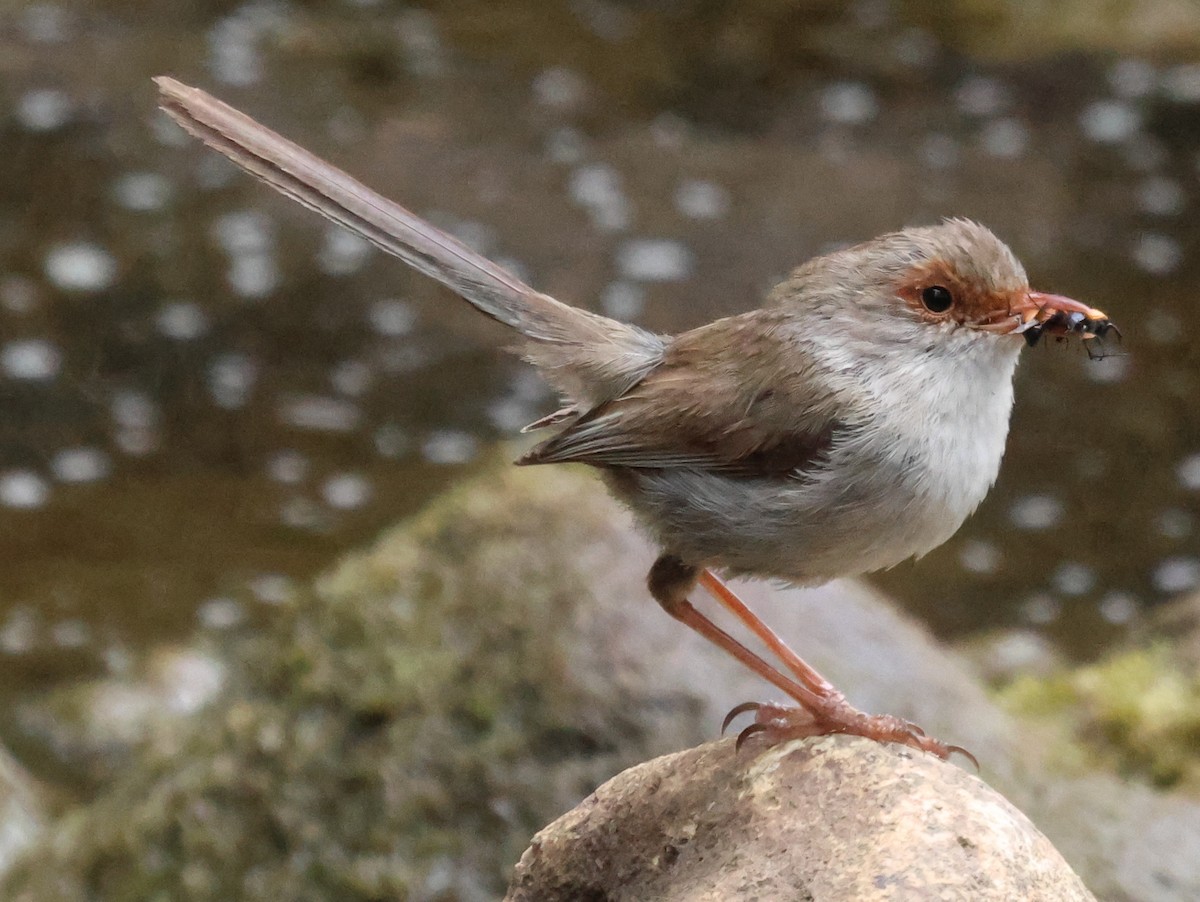 Superb Fairywren - ML612654693