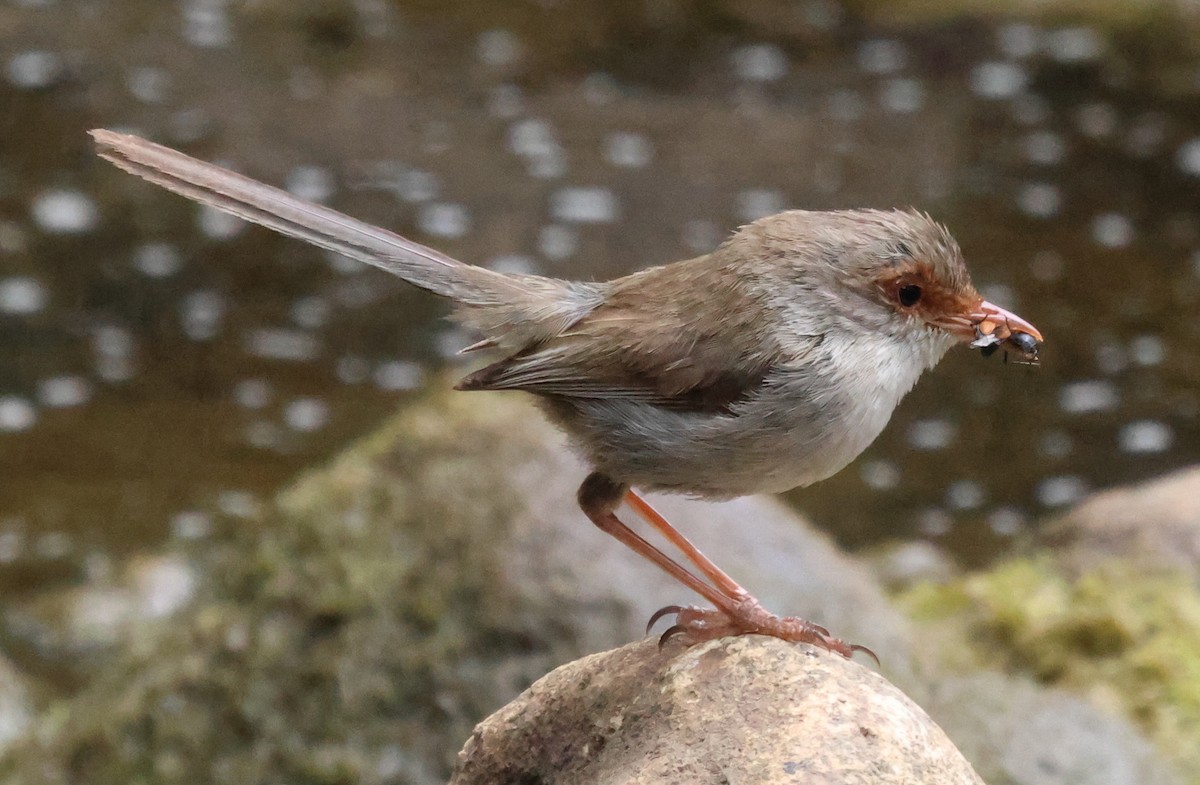 Superb Fairywren - ML612654694