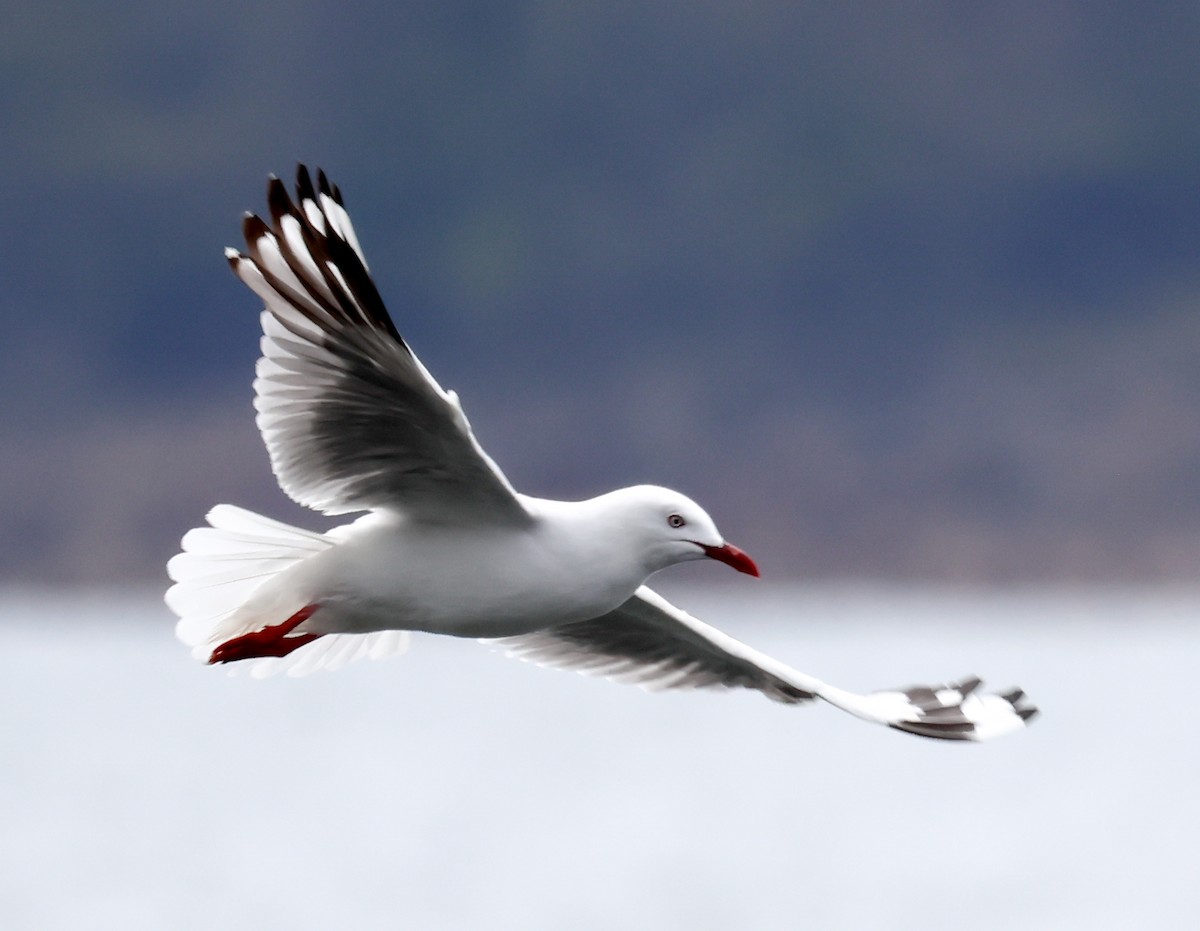 Gaviota Plateada (australiana) - ML612654719