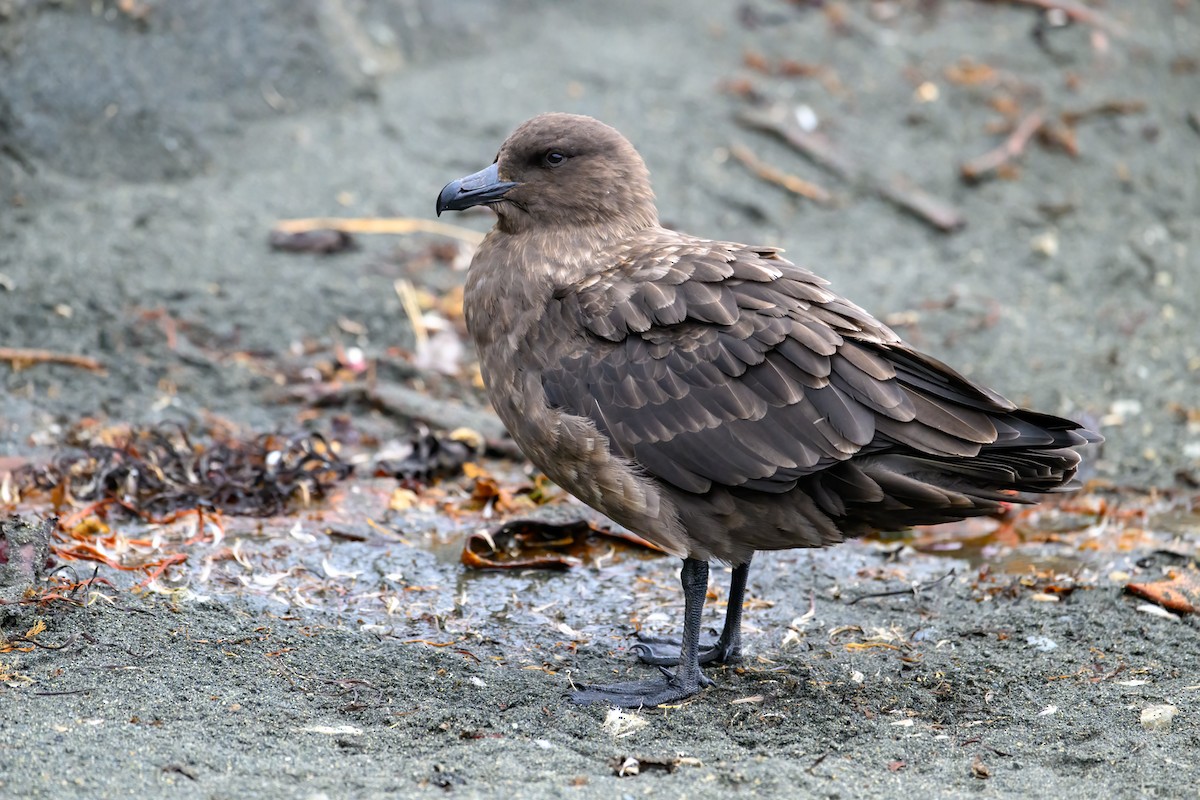 Brown Skua - ML612654820