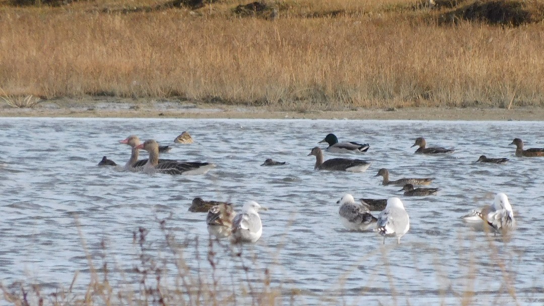 Greater White-fronted Goose - ML612654870