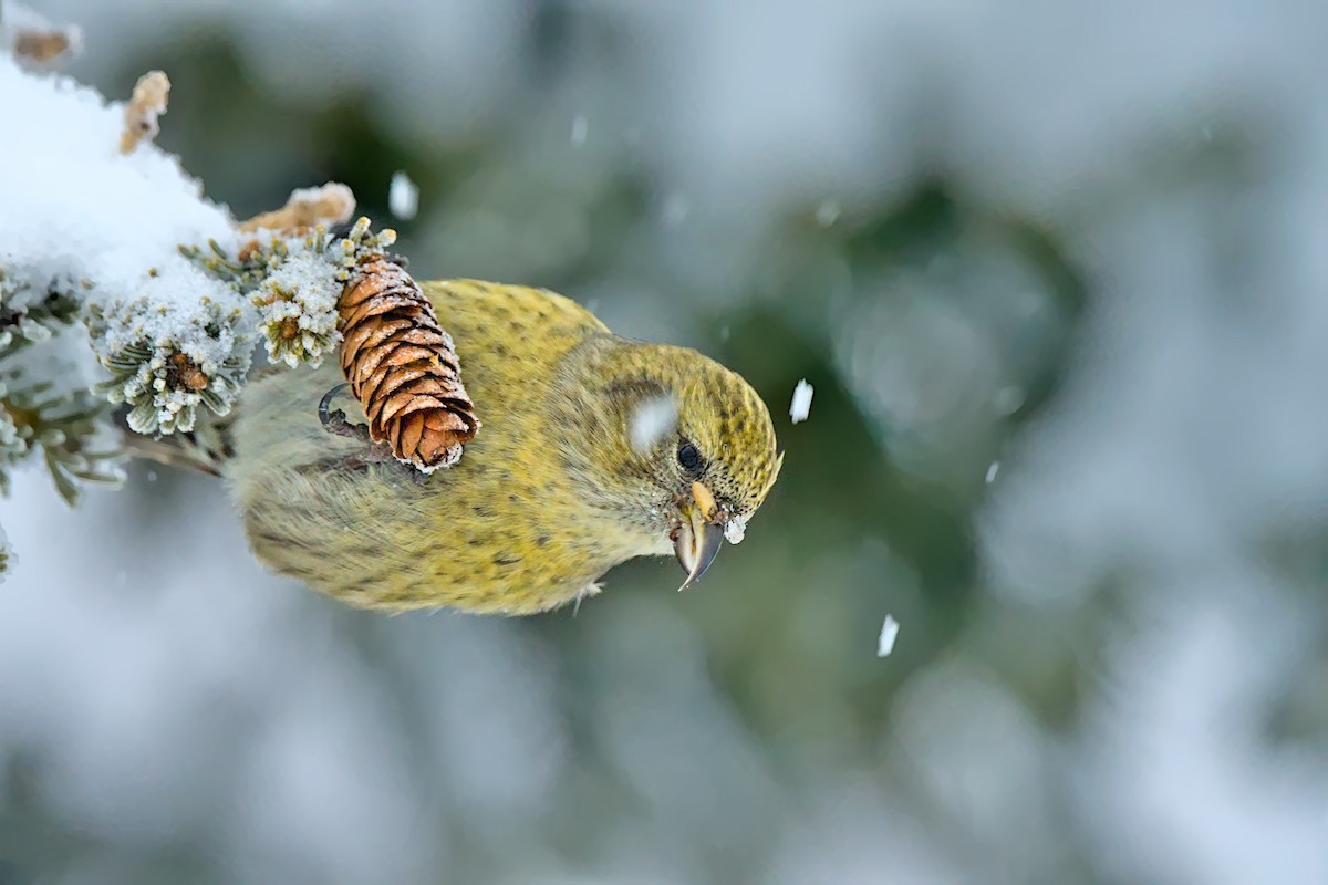 White-winged Crossbill - ML612654877