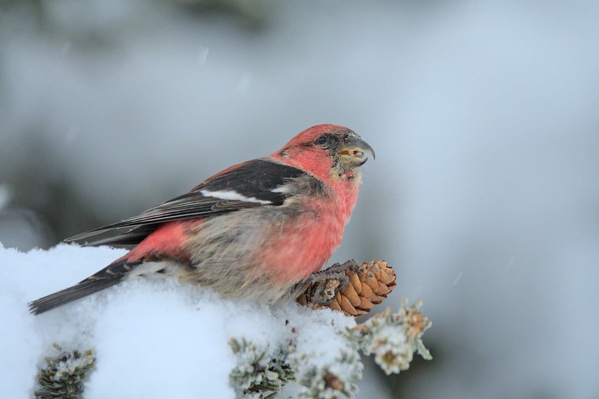 White-winged Crossbill - ML612654880