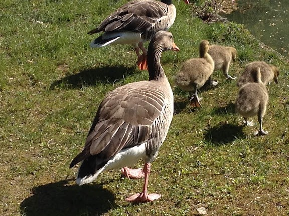 Graylag Goose - ML612654881