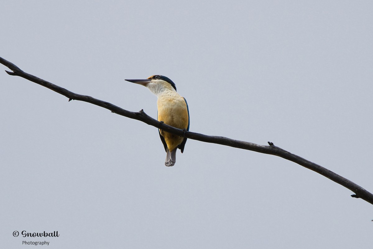 Sacred Kingfisher - ML612654885