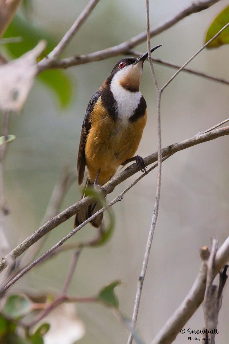 Eastern Spinebill - ML612654907