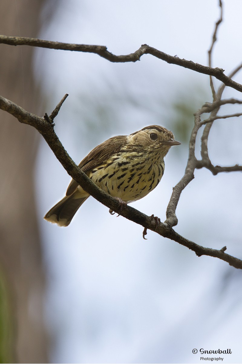 Speckled Warbler - Martin Snowball