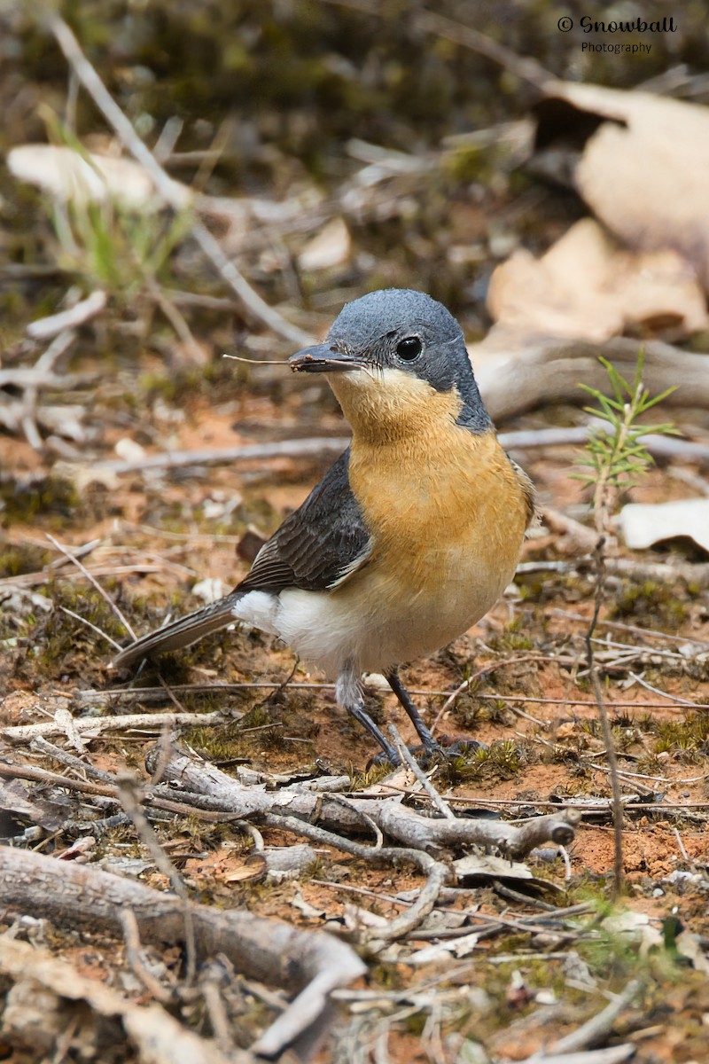 Leaden Flycatcher - ML612654936