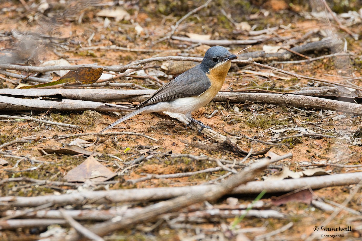 Leaden Flycatcher - ML612654940