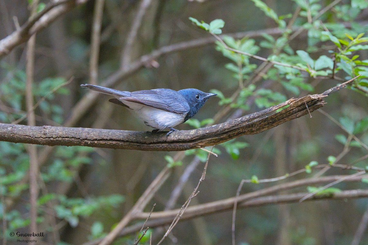 Leaden Flycatcher - ML612654941