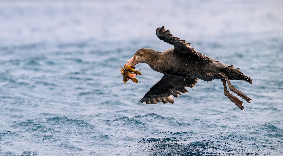 Northern Giant-Petrel - ML612654947