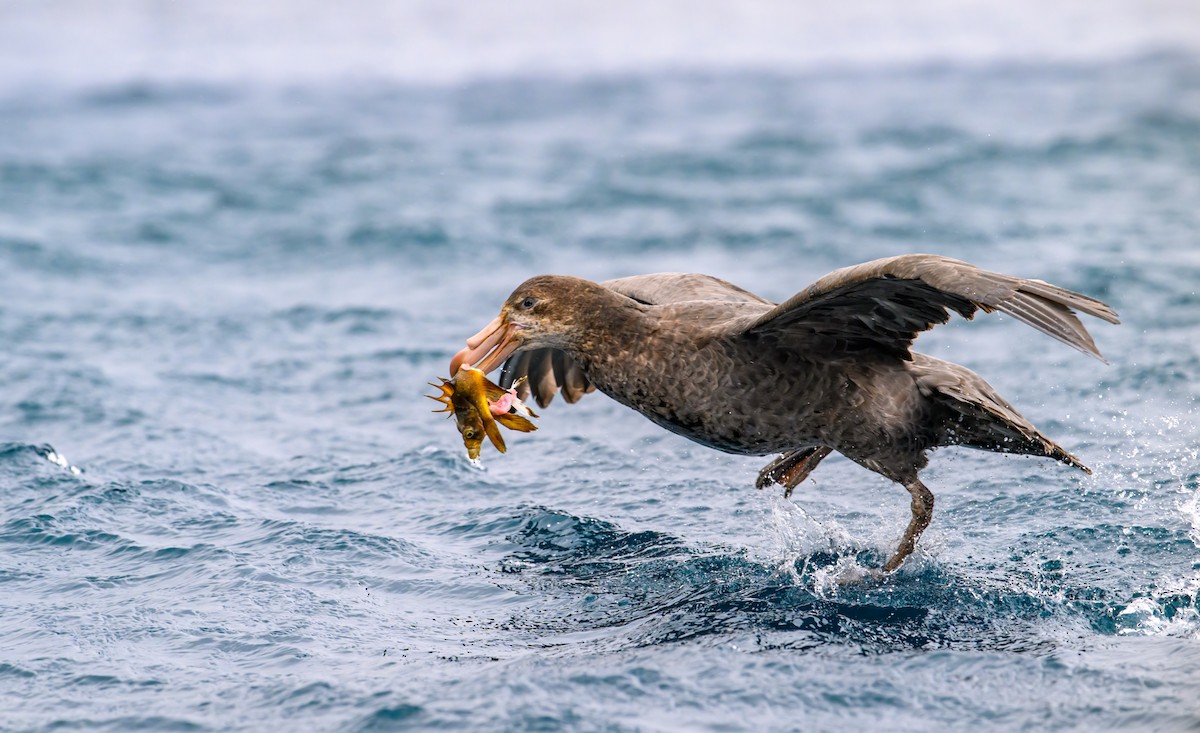 Northern Giant-Petrel - ML612654949