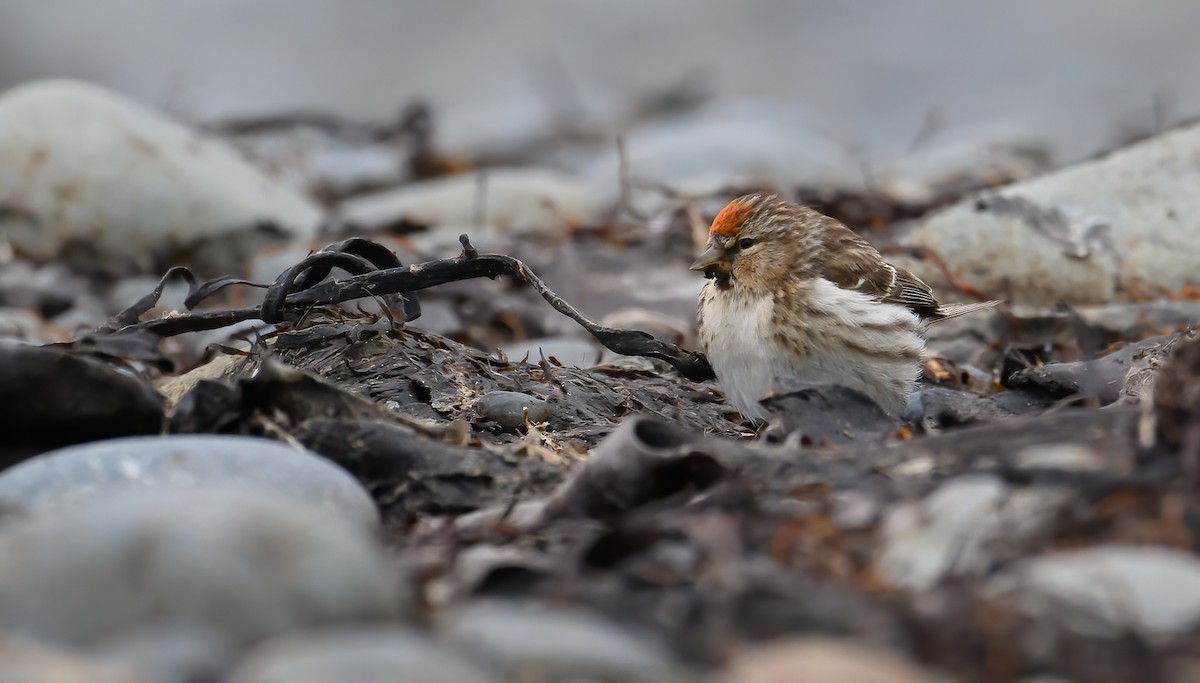Redpoll (Lesser) - ML612654963