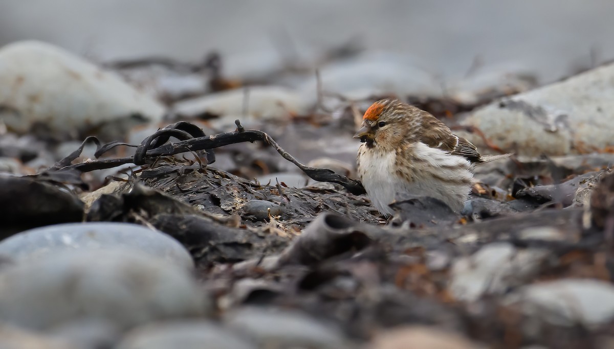 Lesser Redpoll - ML612654963