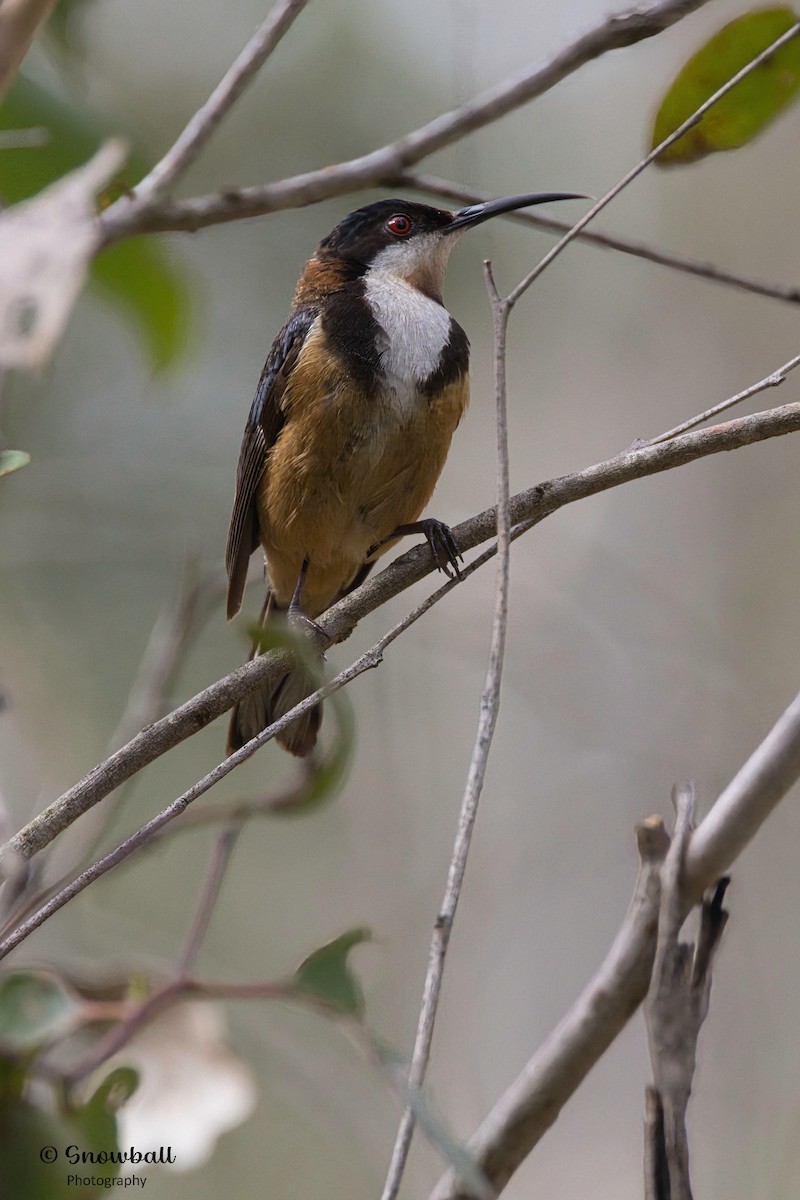 Eastern Spinebill - ML612654982