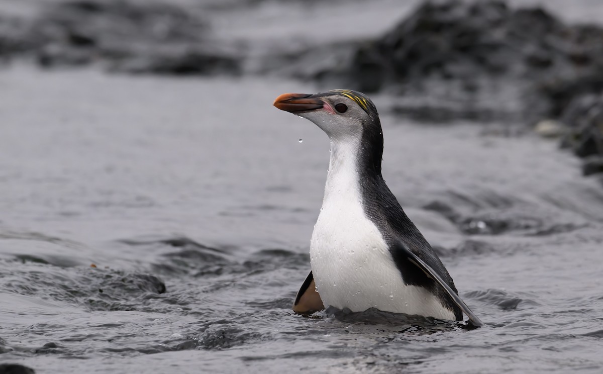 ロイヤルペンギン - ML612654983