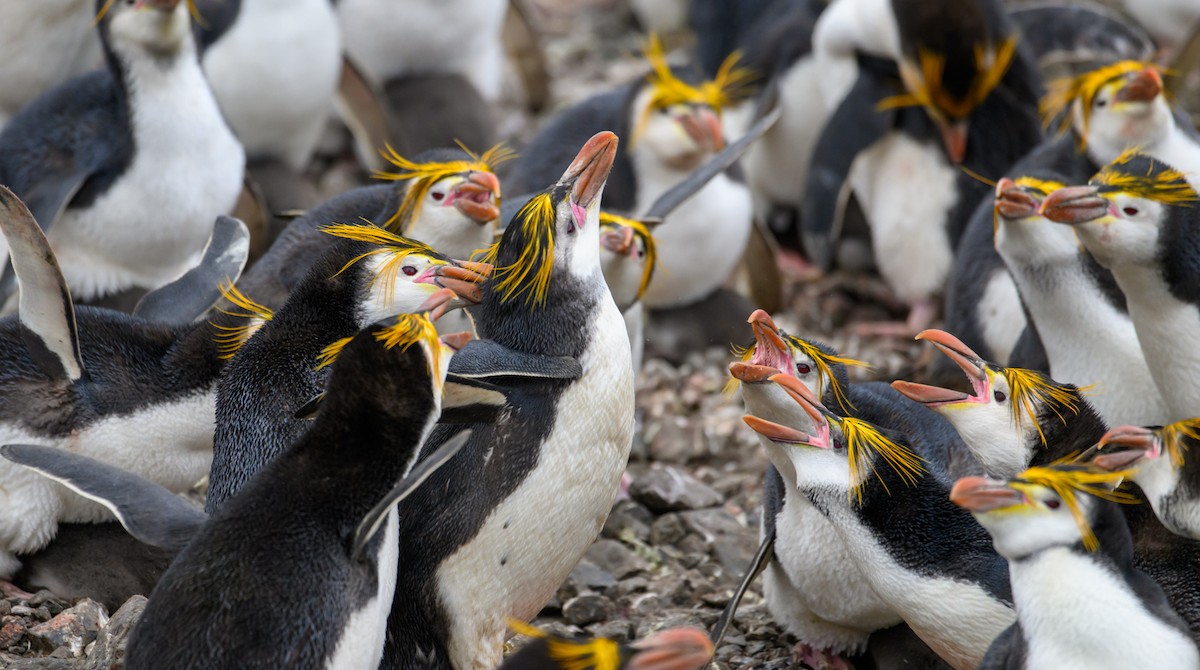 Royal Penguin - Mark Lethlean