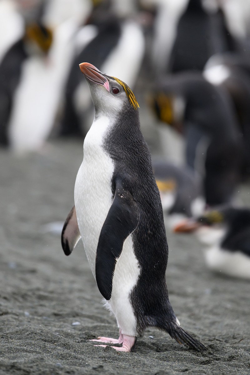 Royal Penguin - Mark Lethlean