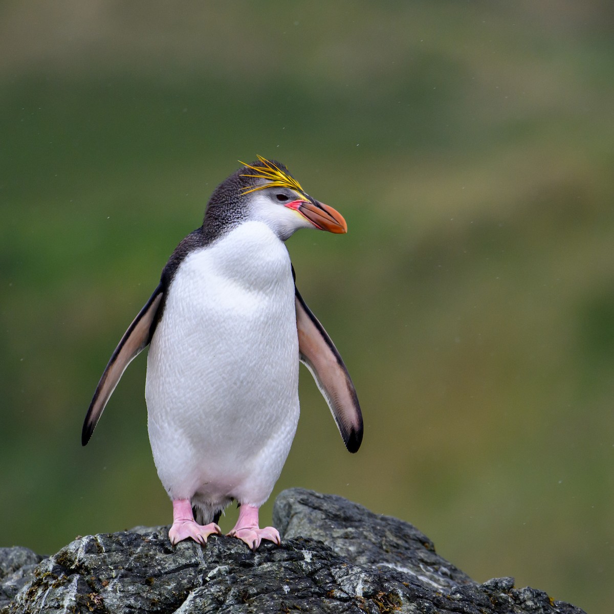 Haubenpinguin - ML612654988