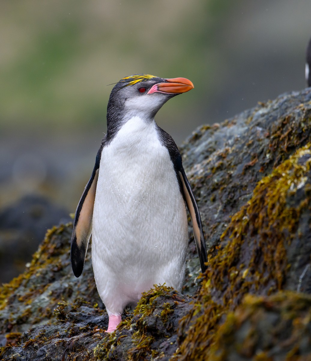 Royal Penguin - ML612654989