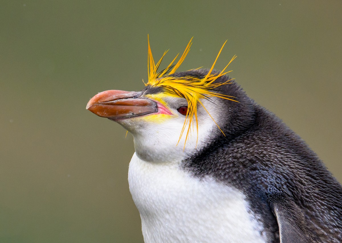 Royal Penguin - ML612654990