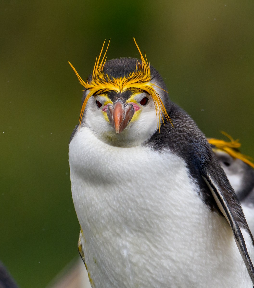 Royal Penguin - ML612654991