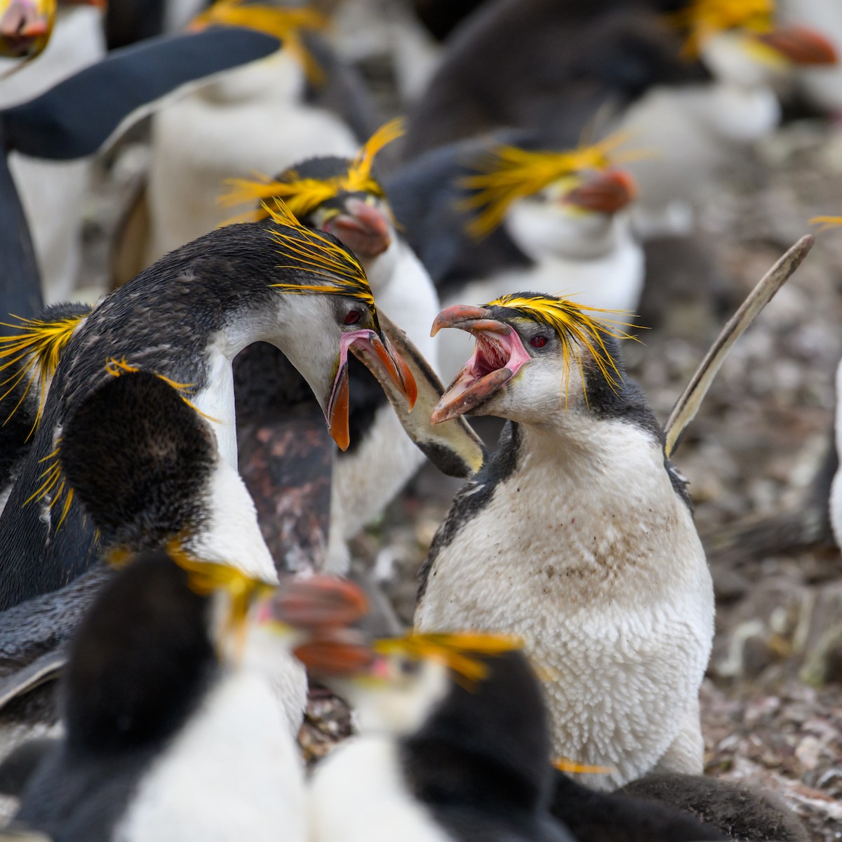 Royal Penguin - Mark Lethlean