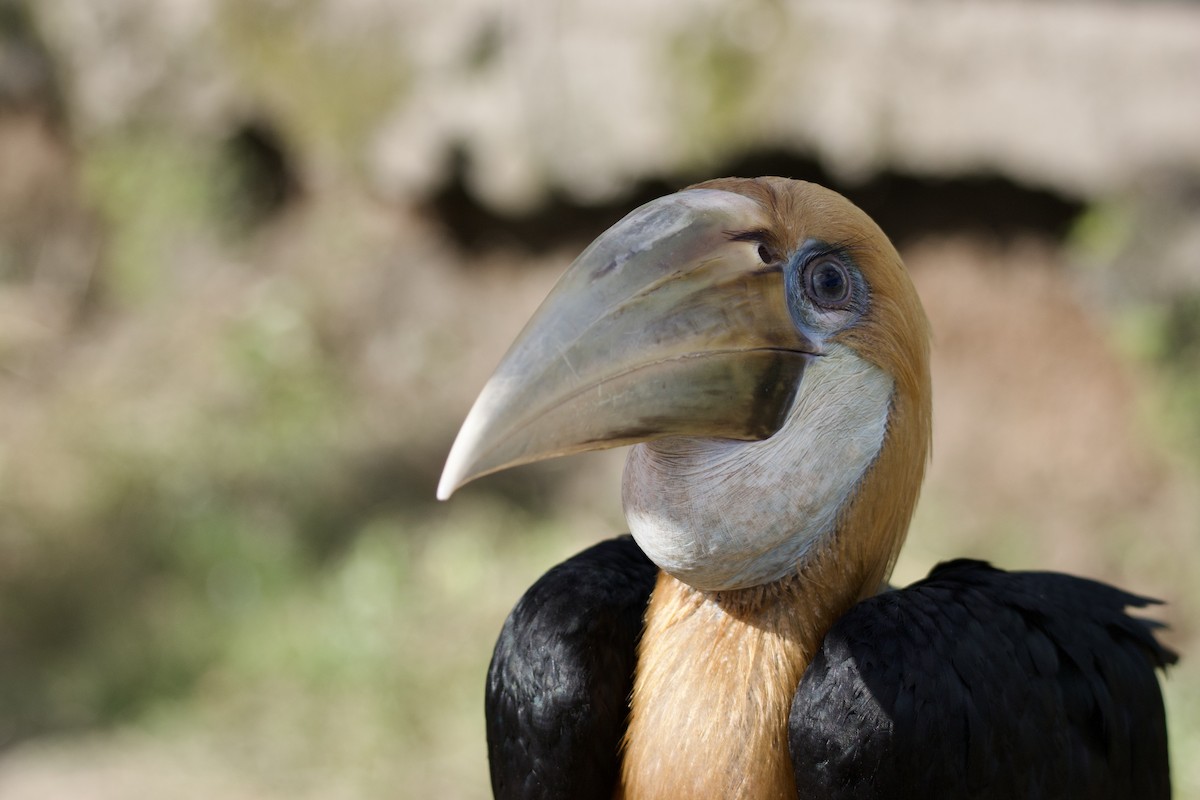 Blyth's Hornbill - ML612655010