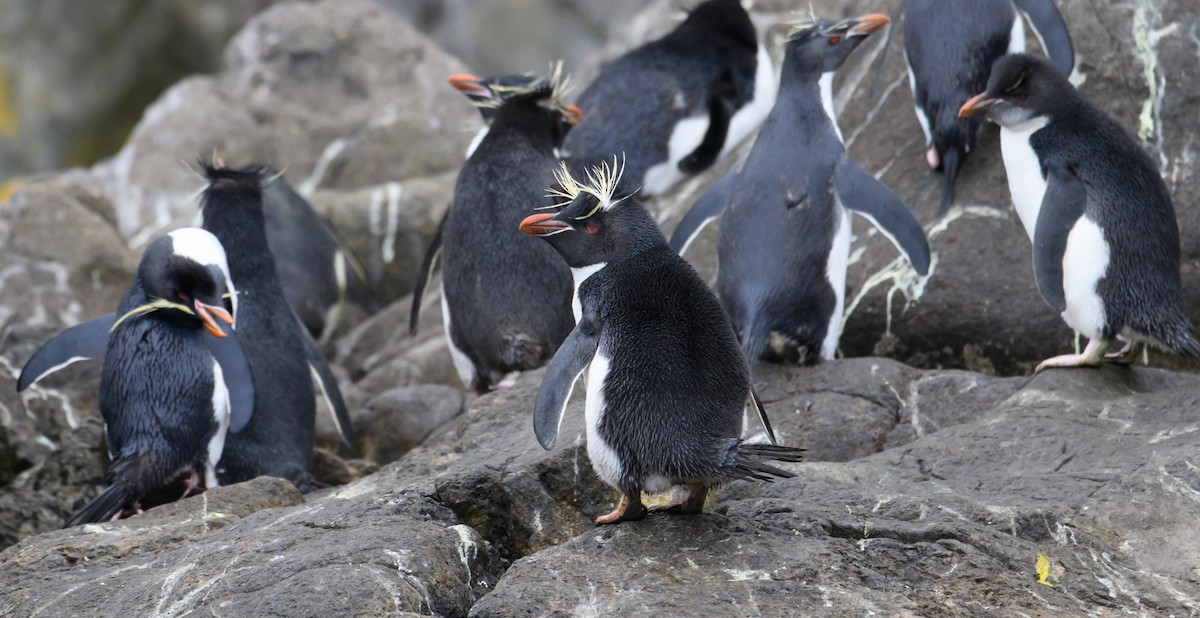 Southern Rockhopper Penguin - Mark Lethlean