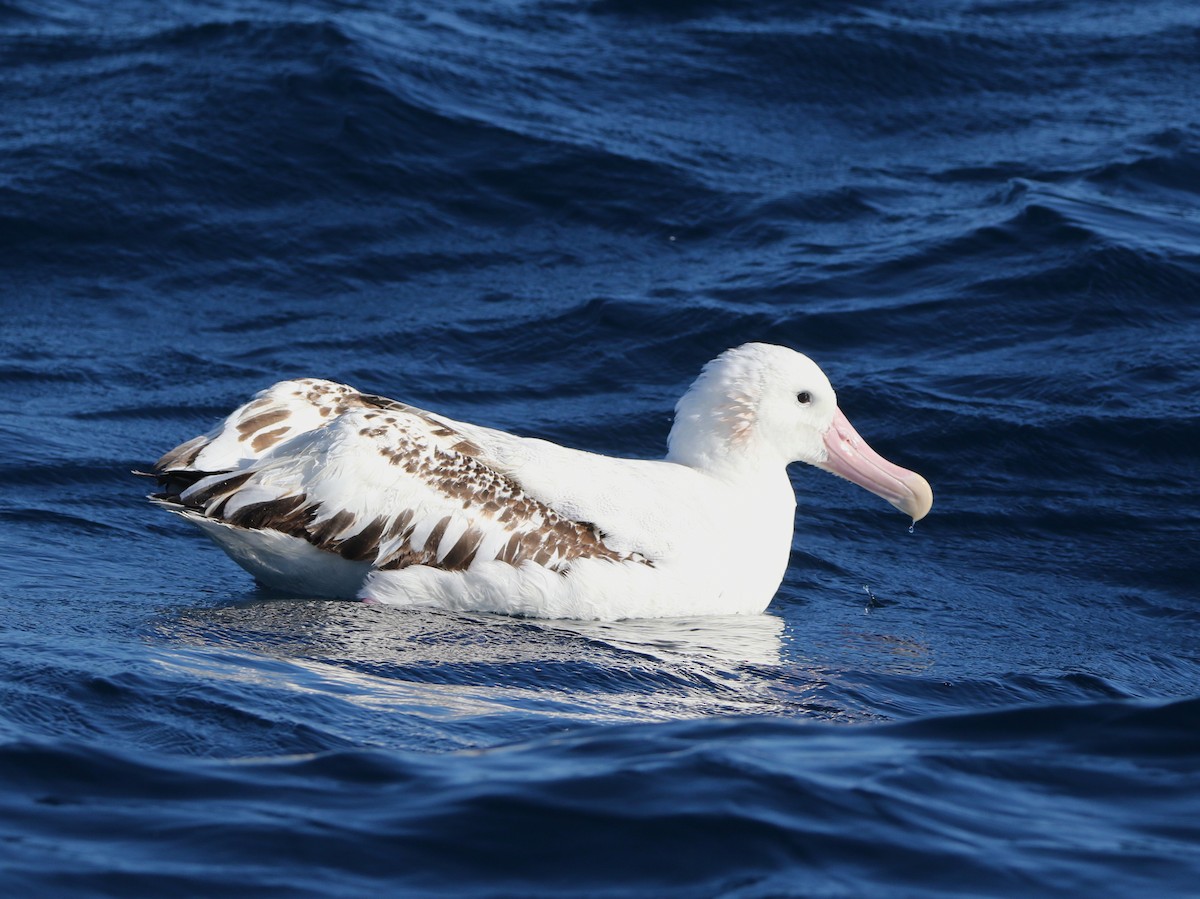 Snowy Albatross - ML612655179