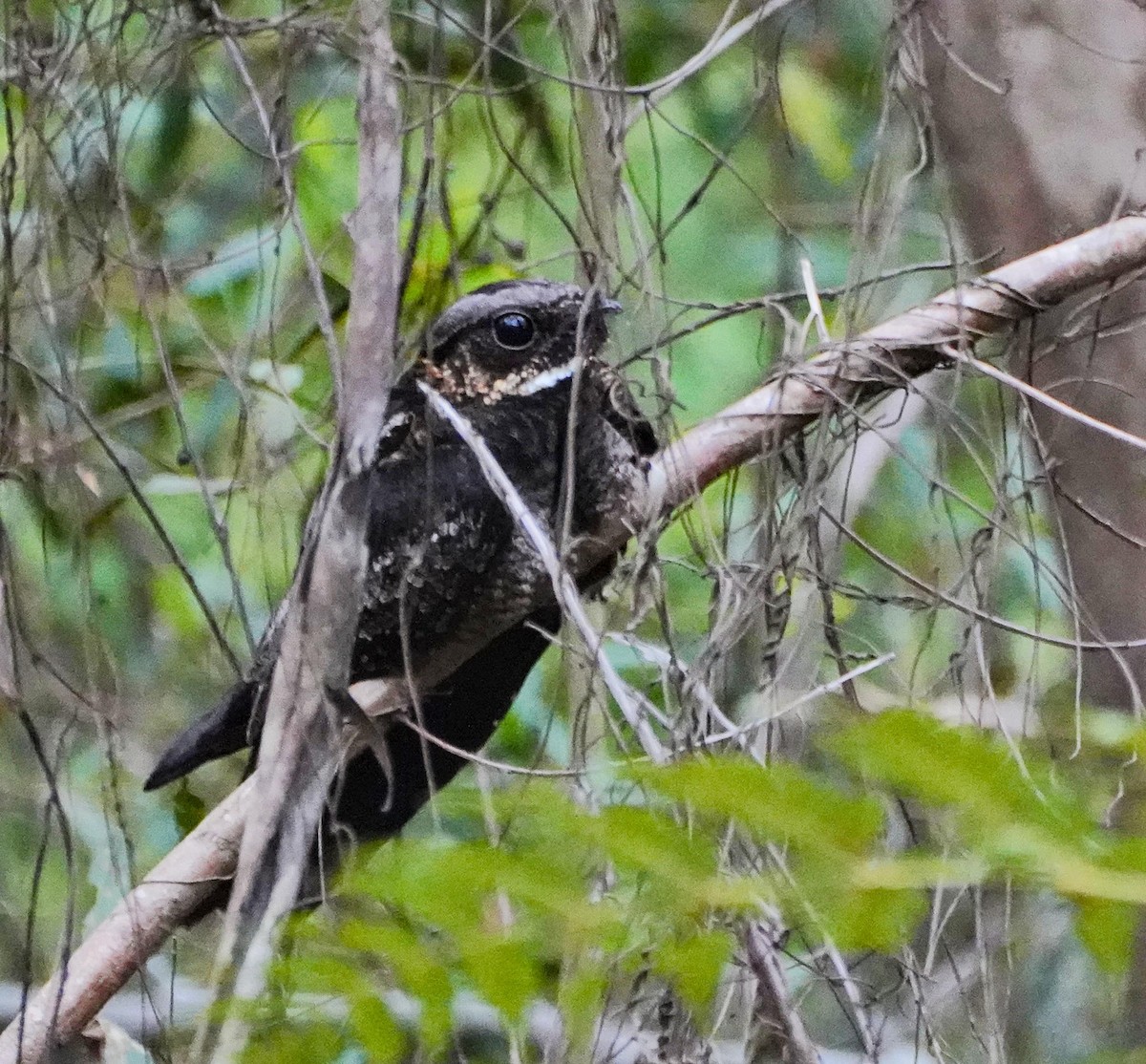 White-throated Nightjar - ML612655206